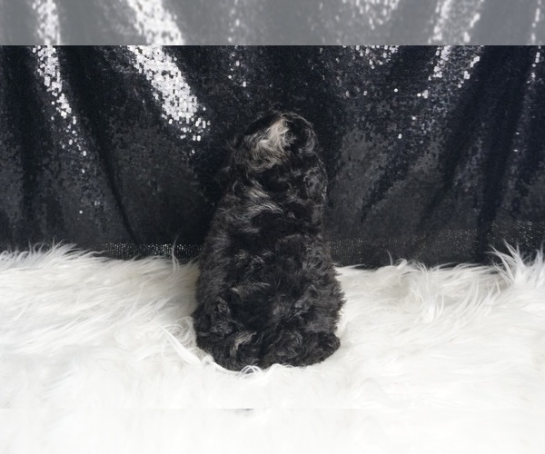 Medium Photo #45 Poodle (Toy) Puppy For Sale in WARSAW, IN, USA