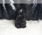 Small #5 Poodle (Toy)