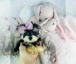 Small #18 Morkie