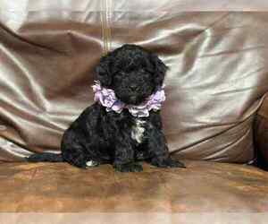 Cavapoo Puppy for sale in CAMPBELLSVILLE, KY, USA