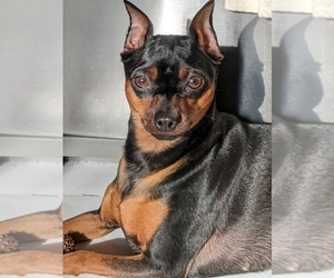 Mother of the Miniature Pinscher puppies born on 11/21/2022