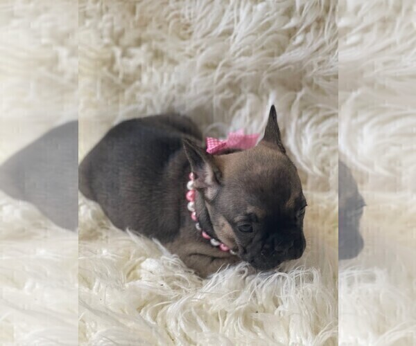 Medium Photo #5 French Bulldog Puppy For Sale in MONTEBELLO, CA, USA