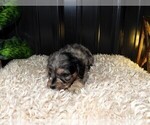 Small Photo #4 Cavapoo Puppy For Sale in CARLISLE, KY, USA