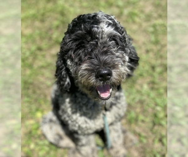 Medium Photo #1 Goldendoodle Puppy For Sale in CENTURIA, WI, USA