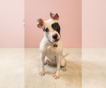 Small American Pit Bull Terrier Mix