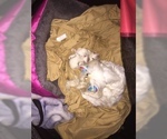 Small Photo #20 Maltese Puppy For Sale in BRKN ARW, OK, USA