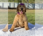 Small Photo #4 Goldendoodle Puppy For Sale in FROSTPROOF, FL, USA