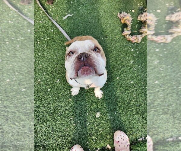 Medium Photo #2 American French Bull Terrier Puppy For Sale in garner, NC, USA