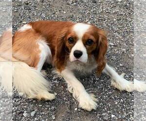 Father of the Cavalier King Charles Spaniel puppies born on 12/03/2021