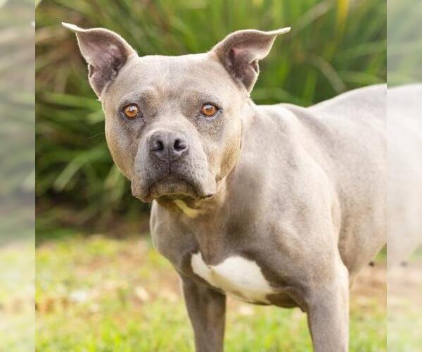 Medium Photo #1 Mutt Puppy For Sale in Camarillo, CA, USA