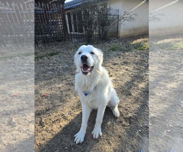 Medium Photo #3 Great Pyrenees Puppy For Sale in Spring, TX, USA