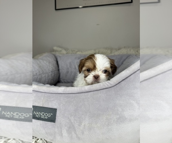 Medium Photo #3 Shih Tzu Puppy For Sale in CHARLOTTE, NC, USA