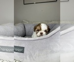 Small #2 Shih Tzu