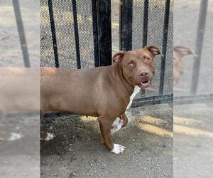 SWEETIE - Female Mutt Dog for Adoption - Photo #2