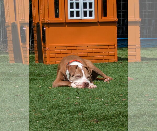 Medium Photo #3 American Staffordshire Terrier-Unknown Mix Puppy For Sale in Calhoun, GA, USA