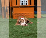Small Photo #3 American Staffordshire Terrier-Unknown Mix Puppy For Sale in Calhoun, GA, USA