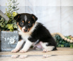 Small Photo #7 Fox Terrier (Toy) Puppy For Sale in SUGARCREEK, OH, USA