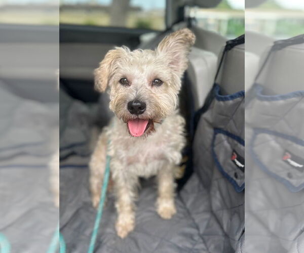Medium Photo #4 Cairn Terrier-Unknown Mix Puppy For Sale in Newport Beach, CA, USA