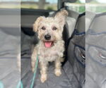 Small #3 Cairn Terrier Mix