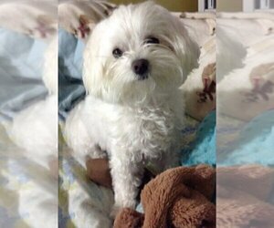 Father of the Maltipoo puppies born on 08/29/2019