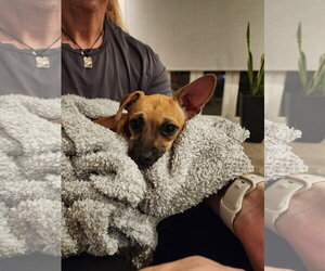 PIP #2 - Female Chiweenie Dog for Adoption - Photo #6