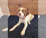 Small Photo #16 Brittany Puppy For Sale in MONTROSE, CO, USA