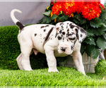 Small Photo #25 Great Dane Puppy For Sale in WAKARUSA, IN, USA