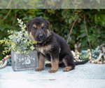 Small Photo #9 German Shepherd Dog Puppy For Sale in GRABILL, IN, USA
