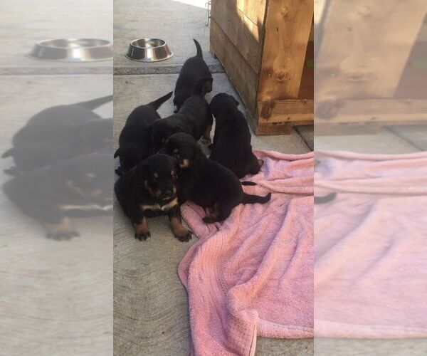 Medium Photo #1 Rottweiler Puppy For Sale in LOS ANGELES, CA, USA