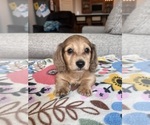Small #1 Dachshund