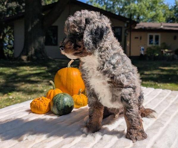Medium Photo #4 Miniature Bernedoodle Puppy For Sale in GOSHEN, IN, USA