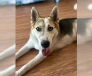 Bandit - Male Siberian Husky-Unknown Mix Dog for Adoption - Photo #12