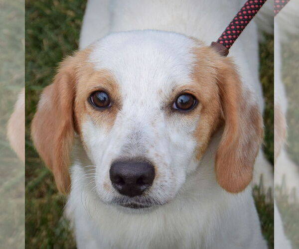 Medium Photo #1 American Foxhound-Beagle Mix Puppy For Sale in Huntley, IL, USA