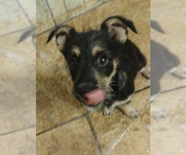 Medium Photo #8 Mutt Puppy For Sale in San Diego, CA, USA
