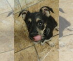 Small #7 Mutt