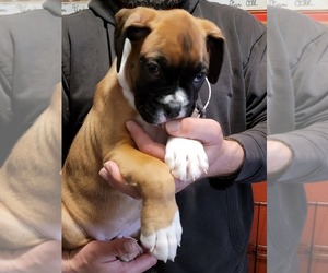 Boxer Puppy for sale in OZARK, MO, USA