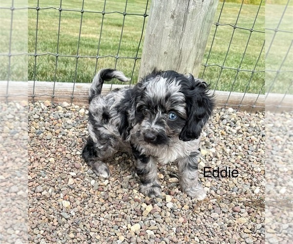 Medium Photo #10 Cavapoo Puppy For Sale in GILBERTSVILLE, PA, USA