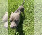 Small #2 Mutt