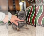 Small Photo #17 French Bulldog Puppy For Sale in HILTON, NY, USA