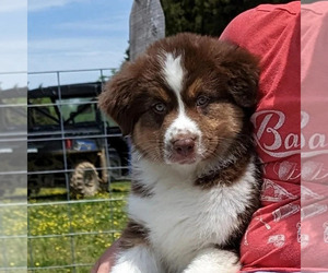 Australian Shepherd Puppy for Sale in ELKTON, Kentucky USA