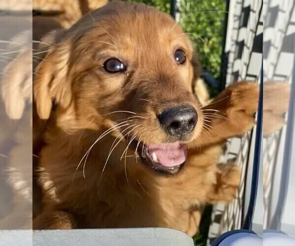 Medium Photo #1 Golden Retriever Puppy For Sale in RIGA, MI, USA