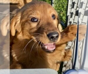 Golden Retriever Puppy for sale in RIGA, MI, USA