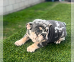 Small #8 English Bulldogge