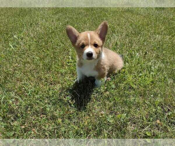 Medium Photo #1 Pembroke Welsh Corgi Puppy For Sale in DURAND, IL, USA
