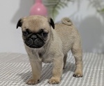 Puppy Gracie Pug