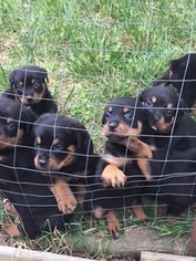 Rottweiler Puppy for sale in LANHAM, MD, USA