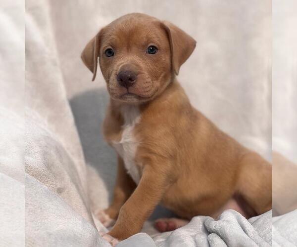 Medium Photo #9 Labrador Retriever-Unknown Mix Puppy For Sale in San Diego, CA, USA