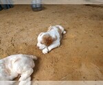 Small Photo #2 Brittany Puppy For Sale in FORT MC COY, FL, USA