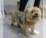 Small #2 Mutt