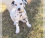 Small #8 Dalmatian